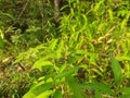 Persicaria hydropiper plant.